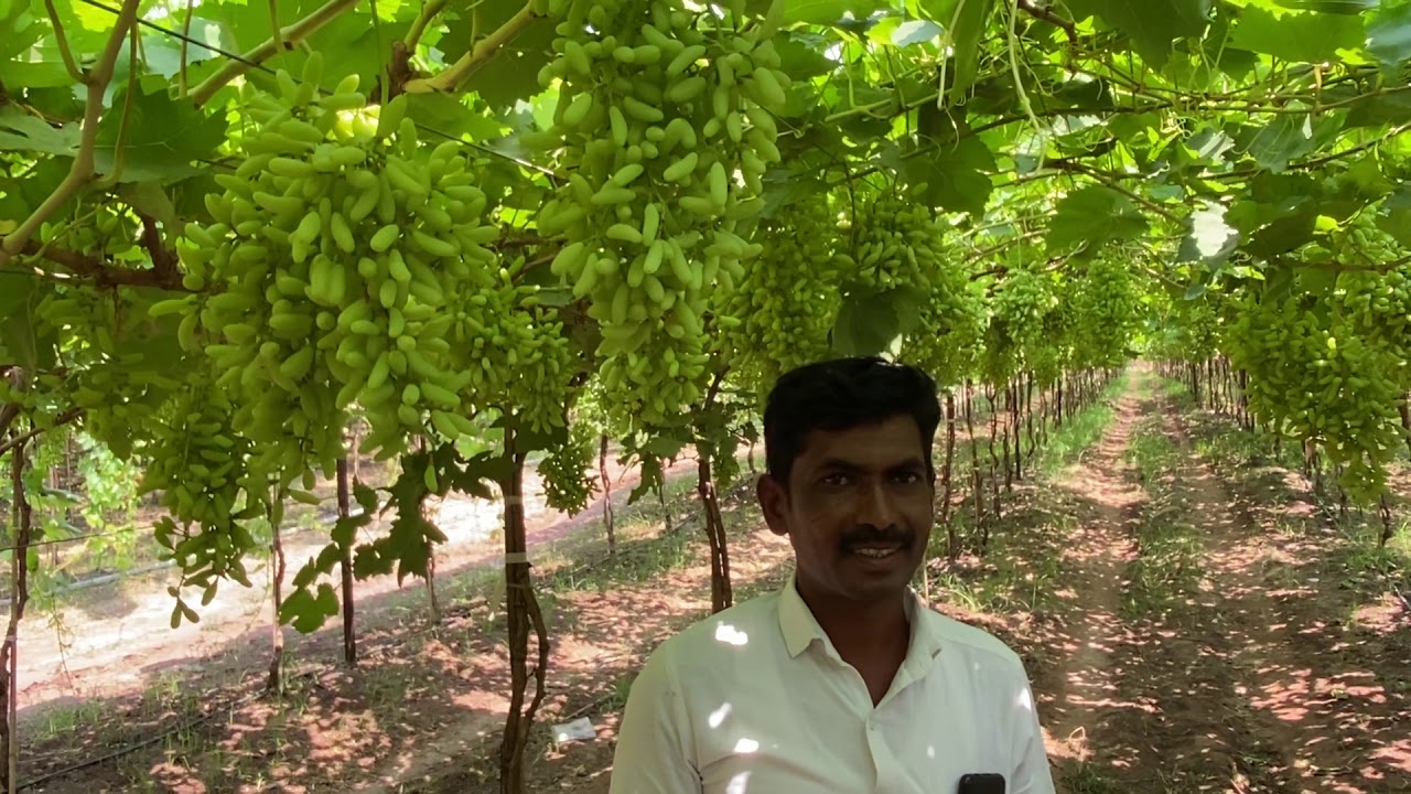 Soil charger tech. 🍇अनुभव नसताना द्राक्षबागेचे 14 महिन्यात रेकॅार्ड ब्रेक उत्पादन 🎯 विचार कराल🤔