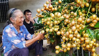 黃皮果吃不完這樣做酸甜開胃又解膩吃不完放一年都不壞Grandma makes traditional Chinese food with yellow peel fruit广西 美食 玉林阿婆