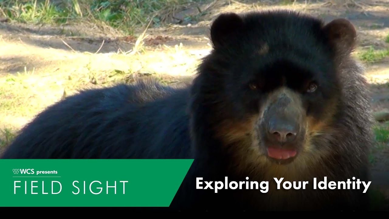 Identidad Madidi Bronx Zoo