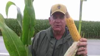 Corn harvest in Ohio will happen sooner than later