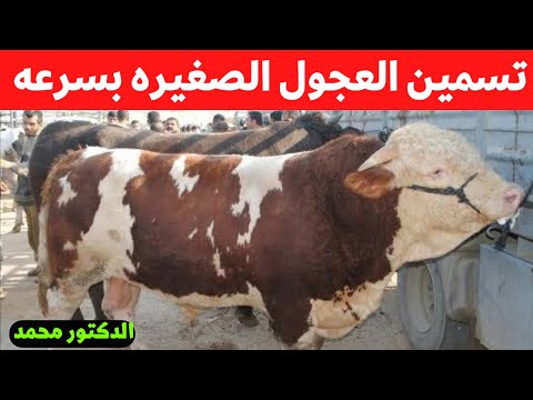 زياده وزن العجول الصغيره من وقت الولاده لحد البيع مع الدكتور