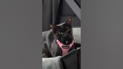 Hij zei wat!?! || ViralHog