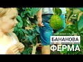 Бананова ферма (Липники, 10 км від Львова): серпень, 2020