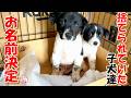 【捨て犬 子犬】捨てられていた子犬達のお名前決定!+おまけコーナー
