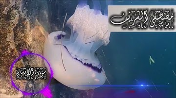 سورة الإنسان ب ( مقام العجم )للقارئ مصطفى صالح الشريف  Sorah Al-Ensan Mostafa Alshareef