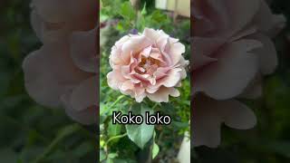 Róża Koko Loko, Oryginalny Kolor Kwiatów Caffe Latte