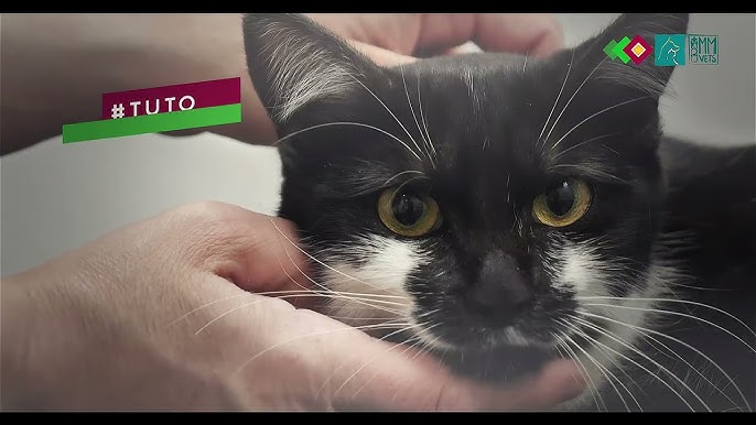 Je n'arrive pas à mettre mon chat dans sa cage de transport - Santévet