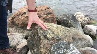 Kimberlite Dyke, Pyroxenite with Biotite, and Coarse Carbonatite, Ås Jetty, N-Alnö