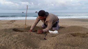 telur penyu di pantai sukamade taman nasional meru betiri banyuwangi