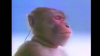 Hindistan Şarkısı Dinleyen Maymun