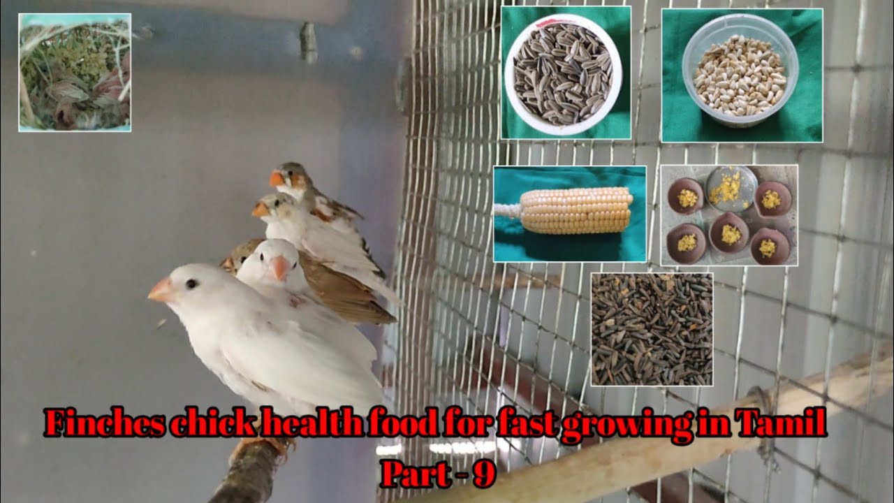 Finches chick healthy food for fast growing in Tamil Part - 9