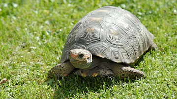 Tortoise||Turtle||The oldest living creature in the earth||