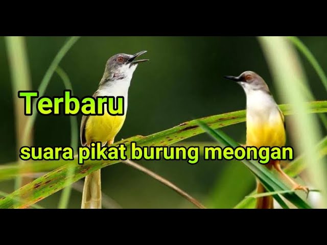 Suara Pikat Burung Ciblek Alang alang Ciblek Rawa, ( burung meongan ) class=