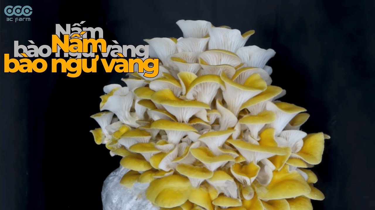 Cùng ngắm nhìn ngắn gọn 1 phút về cuộc sống kỳ diệu của nấm bào ngư vàng - 3C FARM