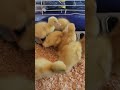 ducks 3