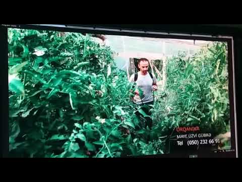 ორგანიკა აზერბაიჯანში 2