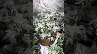 Week9day7of flower