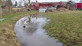 Anki och Pytte(1)