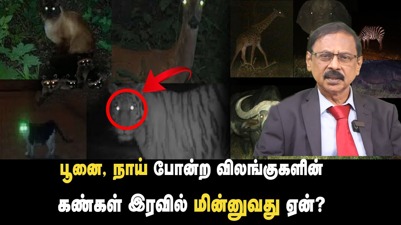 பூனை, நாய் போன்ற விலங்குகளின் கண்கள் இரவில் மின்னுவது ஏன்?
