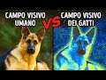 Il Mondo Attraverso Gli Occhi Degli Animali