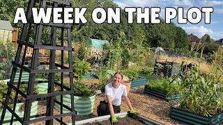 A Week On The Allotment Plot Autumns Allotment
