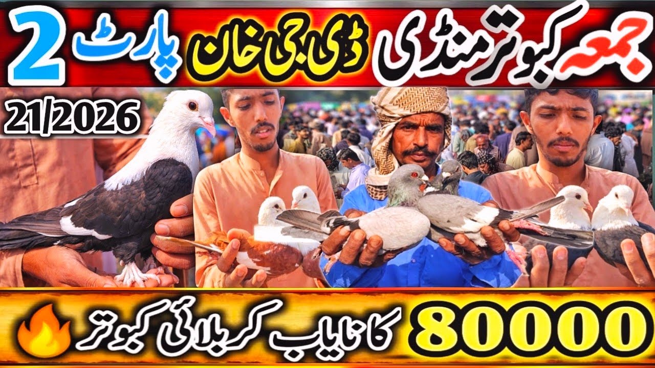 Kabootar Mandi | DGKhan Latest Update | Friday Kabutar Mandi Part 2 | 80,000 ka Nayab Kabooter 
