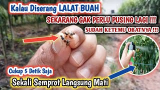 Sudah ketemu obat pembasmi lalat buah|| cukup 5 detik lalat buah K.O