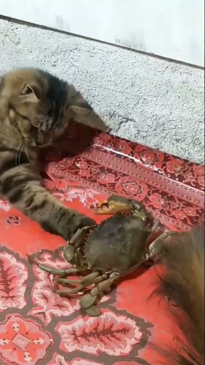 #Kucing Terkejut dijepit Kepiting#shorts