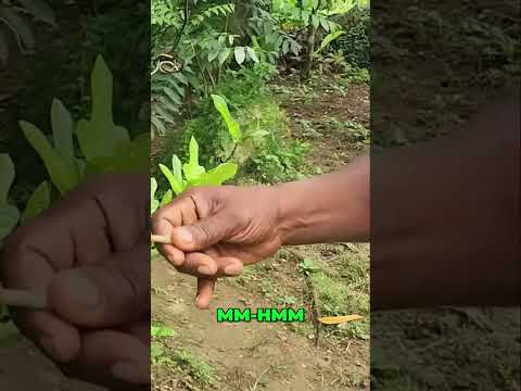 Constipation and Hemorrhoids: Leaf Of Life 🌿 Fixes That Too!😲