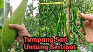 Tumpang Sari Jagung Manis & Cabe. Untung Besar.