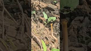 Mr mudhalvan sanke dance #mudhalvan #snakedance #dance #snake #viral