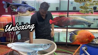 இந்தியாவில் வளர்க்கப்பட்ட மீன்கள் 🦈 Arapaima silver arowana redtailcatfish | coimbatore aquarium