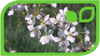 Japanese Plums Prunus Salicina