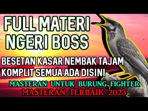 SUARA MURAI BATU TRAH JUARA untuk Pancingan Murai Batu agar BUNYI DAN EMOSI pasti NYAUT