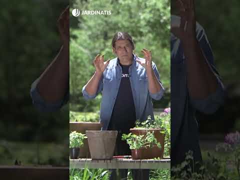 Video: Cómo y cómo escapar de los mosquitos: en el jardín y en casa