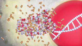 Protandim - Anti-aging Breakthrough. The Science Behind Protandim. Perlmutter / Dr. Joe McCord.