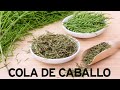 COLA DE CABALLO. Depura riñones, hígado y mucho más. Usos y beneficios.