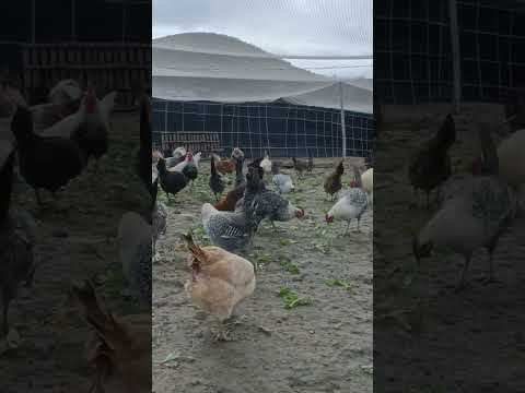 مشروع تربية الدجاج ناجح ومربح جدآ جدآ لكن بشروط السلالات الفيومي