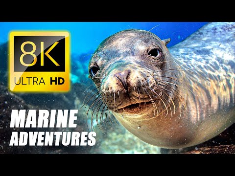 MARINE ADVENTURE in 8K VIDEO ULTRA HD - Ocean Animals 4K TV