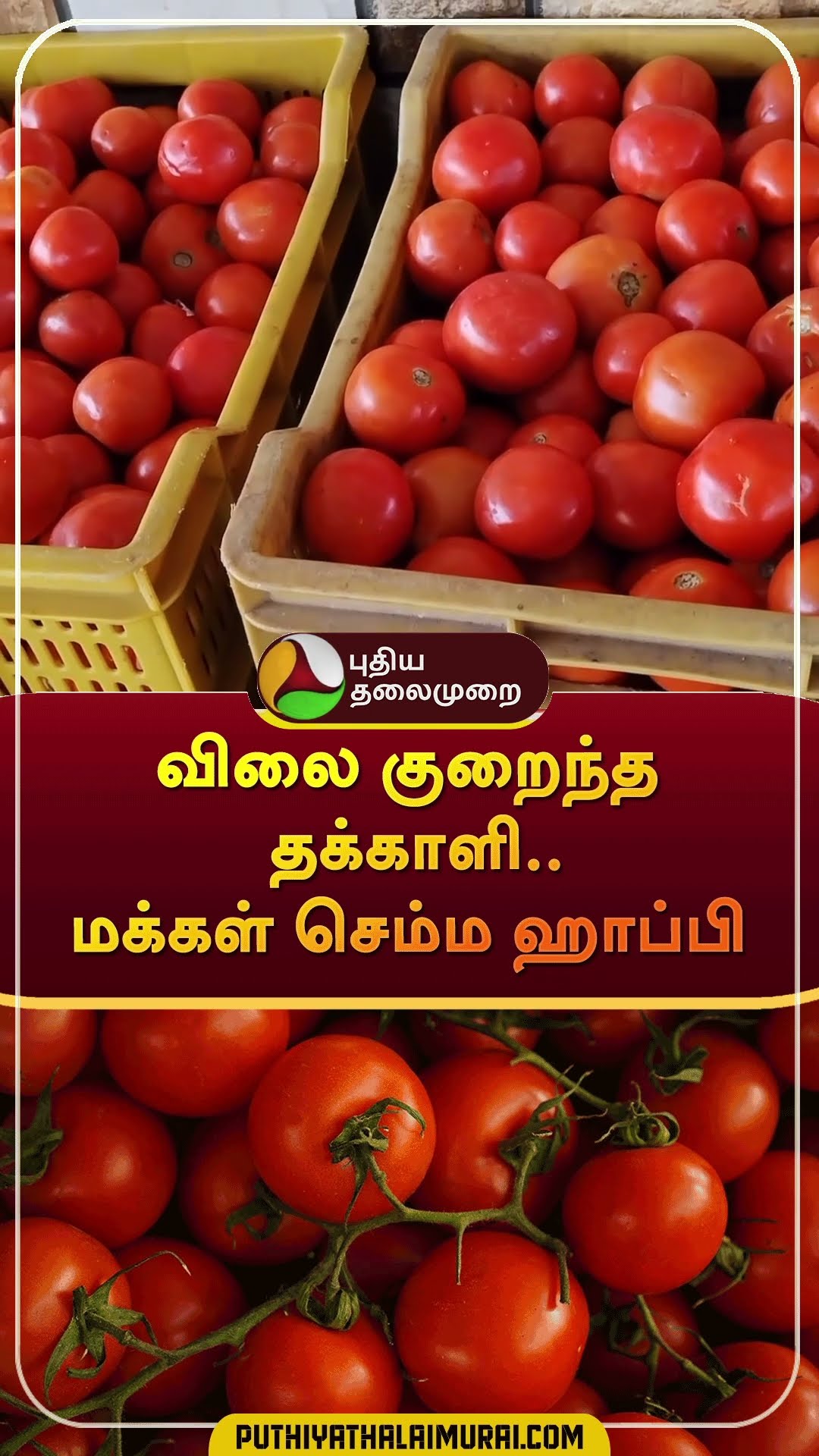 விலை குறைந்த தக்காளி..மக்கள் செம்ம ஹாப்பி | #shorts | #tomato | #tomatorate