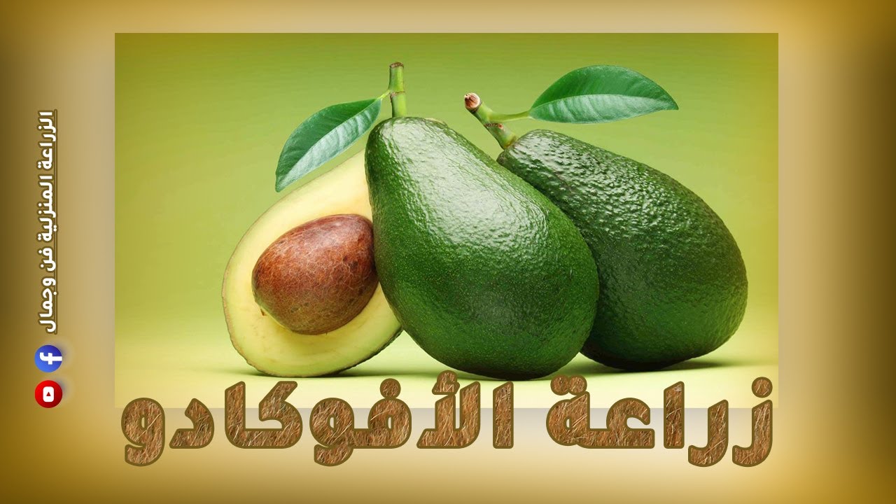 حصريا شاهد اسرار المشاتل فى إكثار نبات الافوكادو من البذور