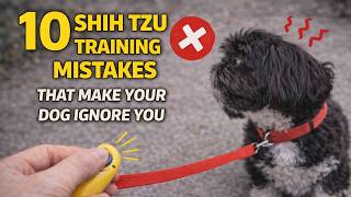 10 Shih Tzu Training Mistakes That Make Your Dog Ignore You (You’re Doing This Daily)
