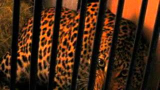 Leopard growling, angry, scared. South Africa.