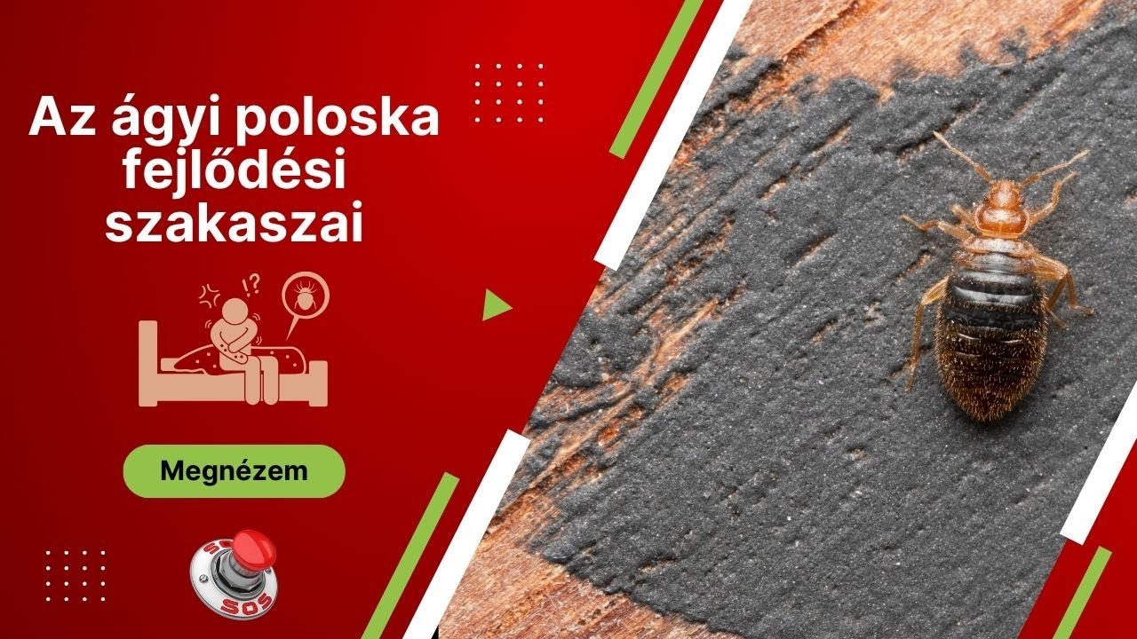az-gyi-poloska-fejl-d-se-pete-l-rva-s-a-kifejlett-rovar