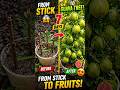 “Magic Plant Hack! Guava Tree from Cutting 🌱 (7 Days)”#guava #guavatree #gardening #gardeningtips
