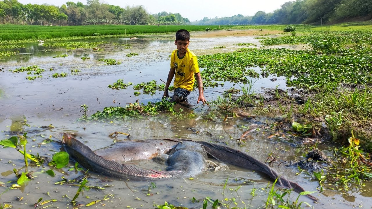 Unique Fishing By Hand. A Smart Boy Catching Many Catfish Under Water ...