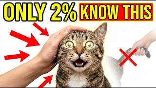 The 7 Unspoken RULES Your Cat Expects You To Follow