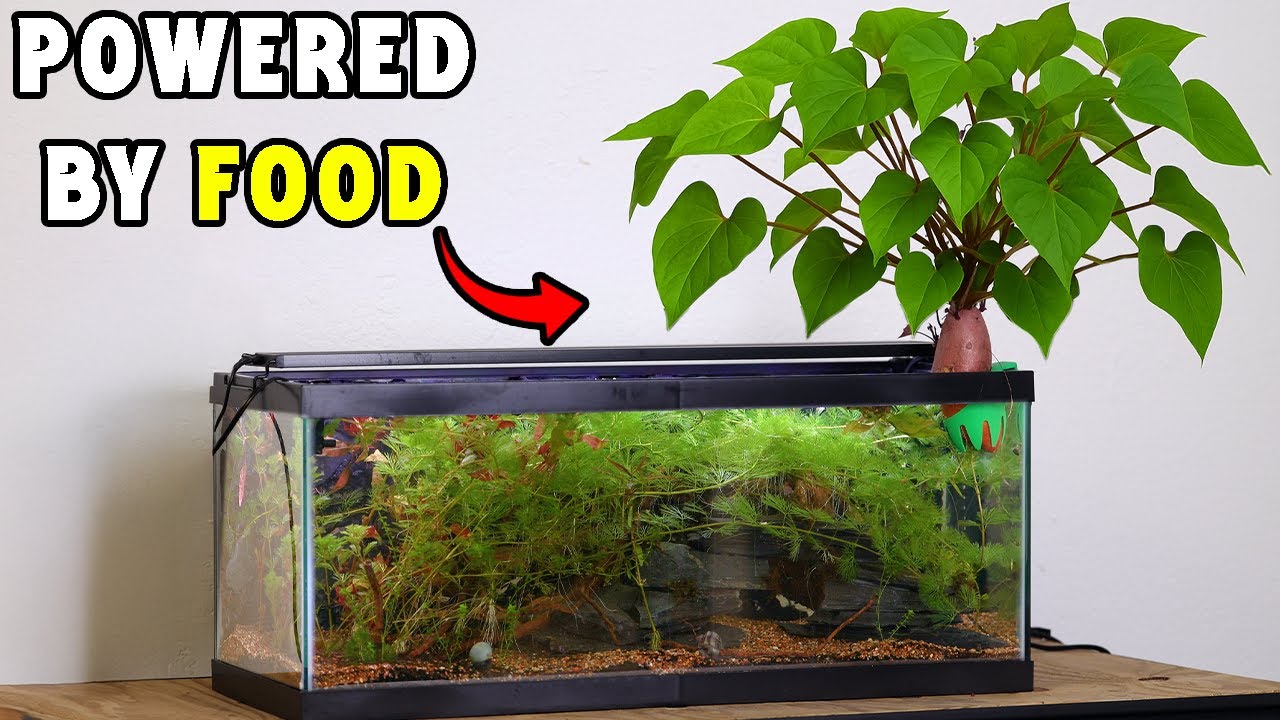 I Built a Mini Ecosystem(No Filter)