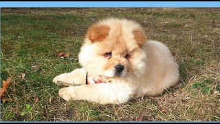 Chow Chow Puppy captures his first ball - SUPER CUTE and Playful!