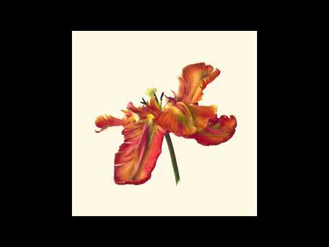 Launaea — Launaea - Yarí